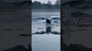 Алесь продолжает радовать своими битами. лебедь милоевидео birds бит лебеди мило swan birds