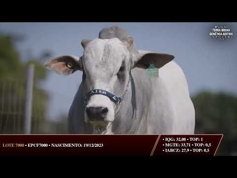 LOTE 7000 | 50% À VENDA | TOURO DE CENTRAL ALTA GENETICS | GENÉTICA DE ELITE NELORE