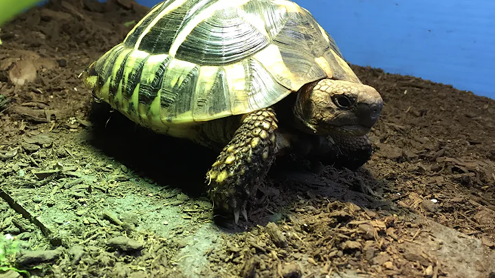 Hermanns Tortoise Care (Testudo hermanni)