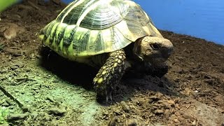 Hermanns Tortoise Care (Testudo hermanni)