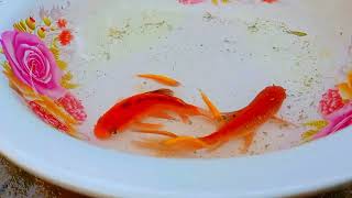 Colorful Goldfish, Wild Exotic Fish, Koi Fish, Butterfly Fish in Tiny Pond For My AQUARIUM part 8