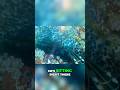 Spearfishing a Cabezon #spearfishing #fishing