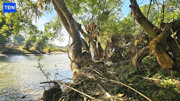 Het benutten van 100 jaar oude reuzenbomen in de natuur #tamdaonui