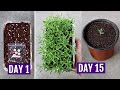 How to Grow Acroclinium (Paper Daisy) from Seeds Easily