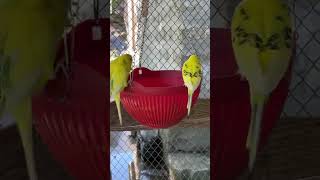 ######parrot #parrot #lifeisbutadream #parrot #best #parrot #birds #trending #bajis #love #cute