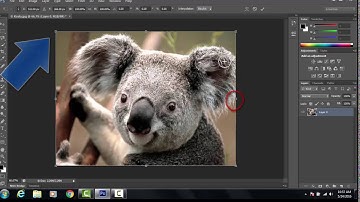 Free Transform Tool Tutorial