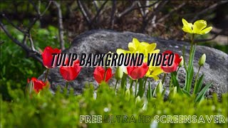 Screensaver ULTRA HD Tulips |  Tulips LIVE Screensaver - LIVE Background 4k the soft wind sound screenshot 2