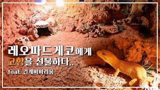 레오파드게코를 건계 비바리움으로 고향에 보내줬습니다. 사육장에 제한 받지 않는 비바리움 만들기!