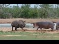Hippo vs Rhino real Fight to Death - Wild Animals Attack
