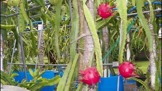 Best Dragon Fruit Farm of India with Dragon Fruit plantation Guide & also cutting Available for Sale