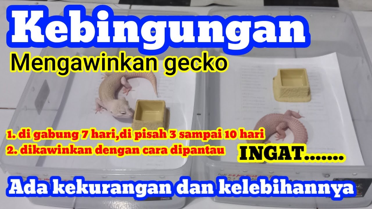 BINGUNG MENGAWINKAN GECKO,DI GABUNG APA DI PANTAU SAAT KAWIN.