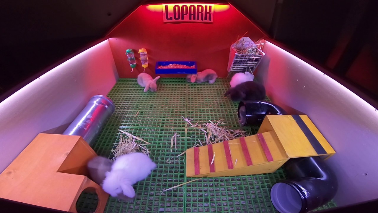 Kendi İmkanlarımla Tavşanlarıma Özel Oyun Parkı Yaptım