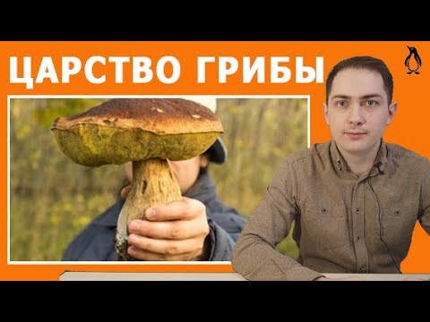 Строение Грибов | ЦТ по биологии