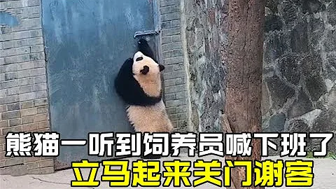 熊猫一听到饲养员喊下班了，立马起来关门谢客，忍不住看了七八遍 - 天天要闻