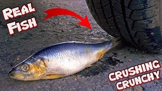 Experiment CAR vs REAL FISH vs Egg vs Coca Cola ! Crushing Crunchy Coca Cola &amp; Soft Things by Car!