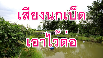 เสียงนกเป็ด  ขัดๆ