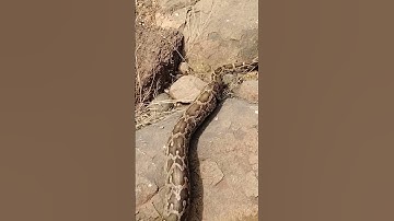 Indian rock python non venomous release in forest