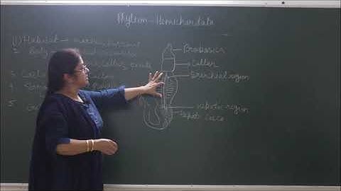 Bio-XI-4-12 General characters of hemichordates,  Pradeep Kshetrapal channel