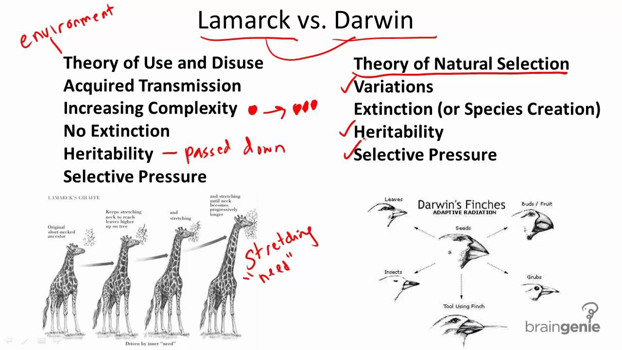 Lamarck and Theory of Evolution of Darwin