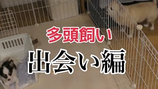 【コラボ動画】にゃいるどはーとさんから保護犬がやって来た【多頭飼い出会編】