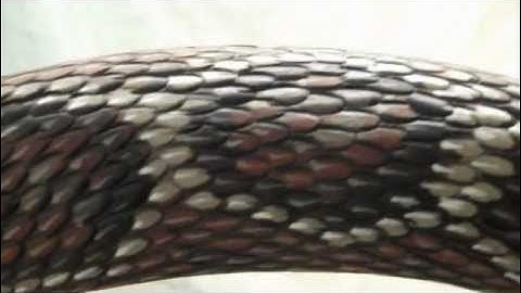 Ratlesnake Walking Stick