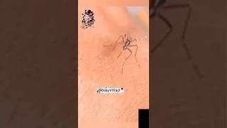 Funny Mosquito Comedy