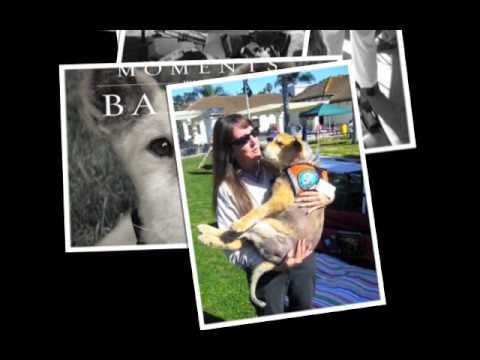 Moments with Baxter - A tribute to the world's bes...