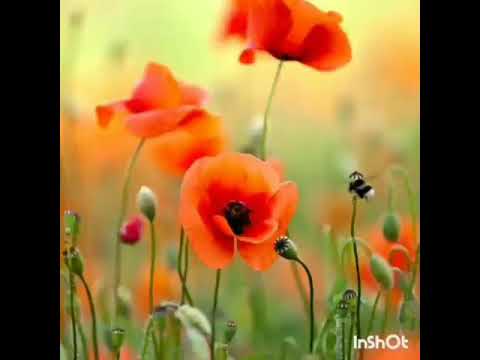 ارح قلبك تلاوة عطرة من سورة الشعراء للقارئ اسلام صبحي 