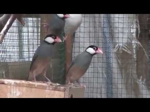 Ternak Gelatik Belong dan Putih Hasil Breeding Sendiri 