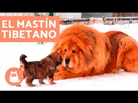 Video: Perro de aguas tibetano