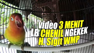 SEREM Video 3 Menit Chenil Ngekek H. Sigit WMP Cocok Untuk Masteran