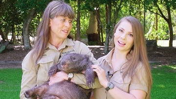 Terri and Bindi Irwin Introduce Elle the Wombat