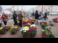 Marché aux Chrysanthèmes . Louhans du 28-10-2024