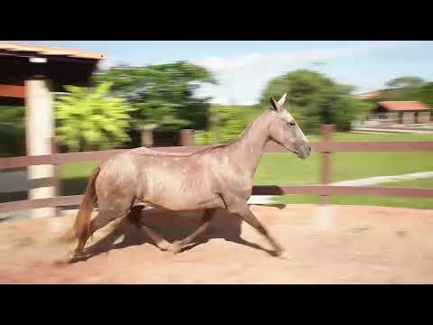 LOTE 28 Q JAMAICA CRISTAL PVB