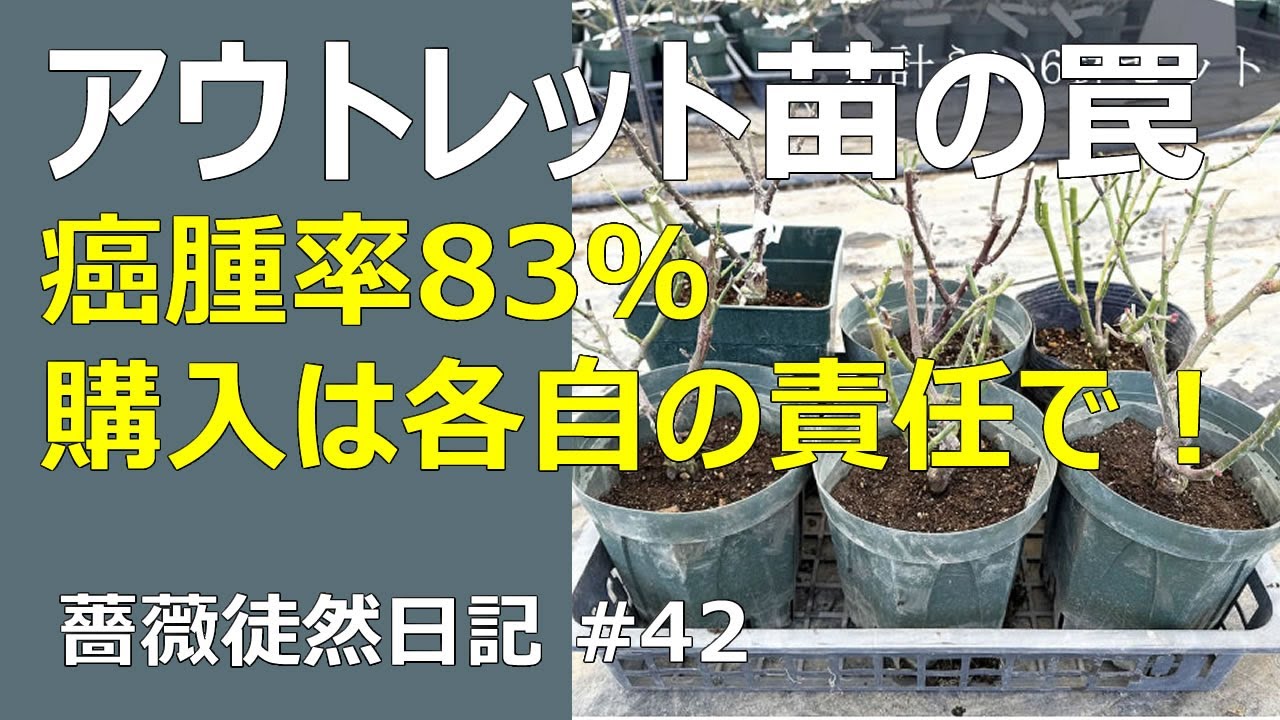 【2.10癌腫無し　即購入可能】【ピューレッツァ】　苗　バラ 相原バラ園 / ピューレッツァ（CL）≪春の新苗≫