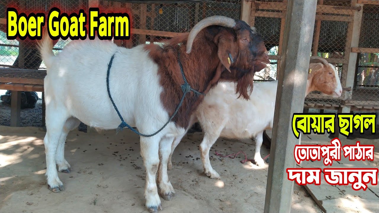 Boer Goat Price in Bangladesh।Boer Goat Farm। Totapuri । Barbari । Natore YouTube