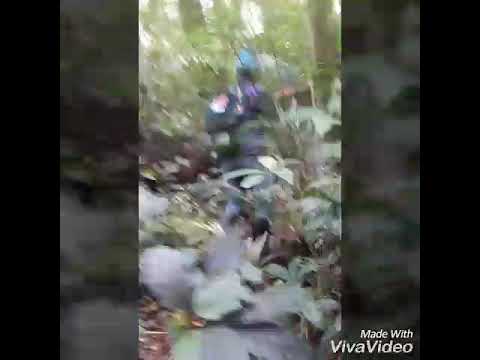 Menuju lokasi Burung engkek keling layongan / common green magpie