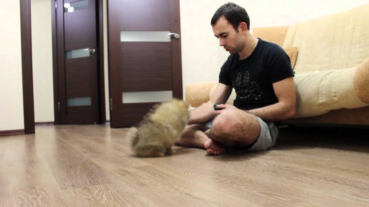 Померанский шпиц - 3 месяца (Pomeranian dog - 3 month)