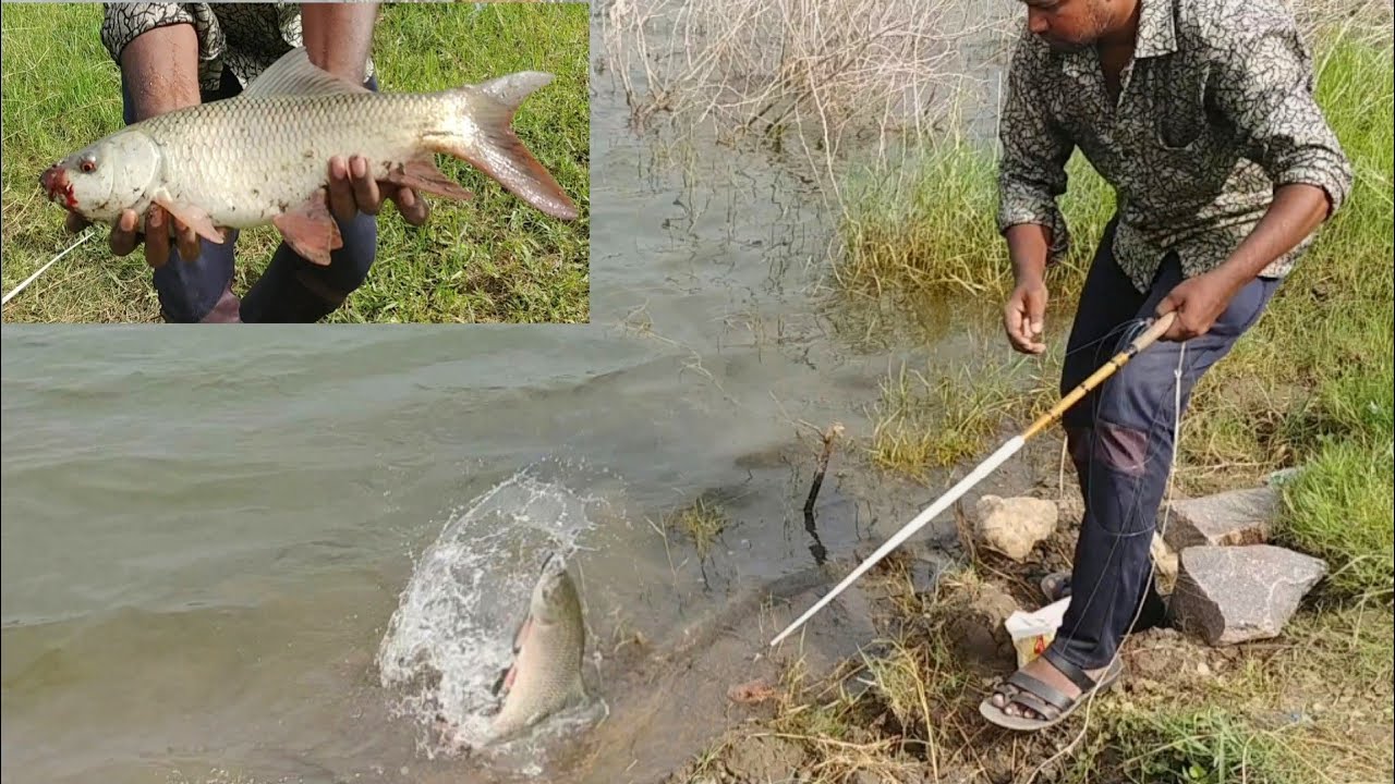 Fish catching singh shikar rohu |Fishing techniques in river | Fishing Videos | Fishing Vlogger
