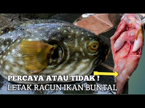 MEMASAK IKAN BUNTAL DI SINI LETAK RACUNNYA !