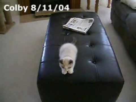 3 month old Ragdoll kitten loses his mind on leather ottoman