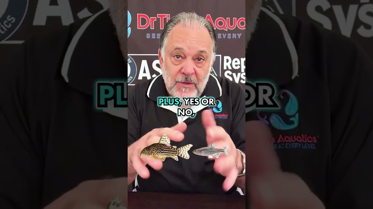 Biggest Mistakes Betta Owners Make