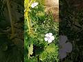 #nature #plants #alsiherb#nursery