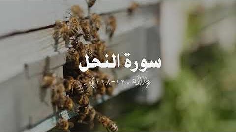 سورة النحل الآية 120-128 | Surah An-Nahl