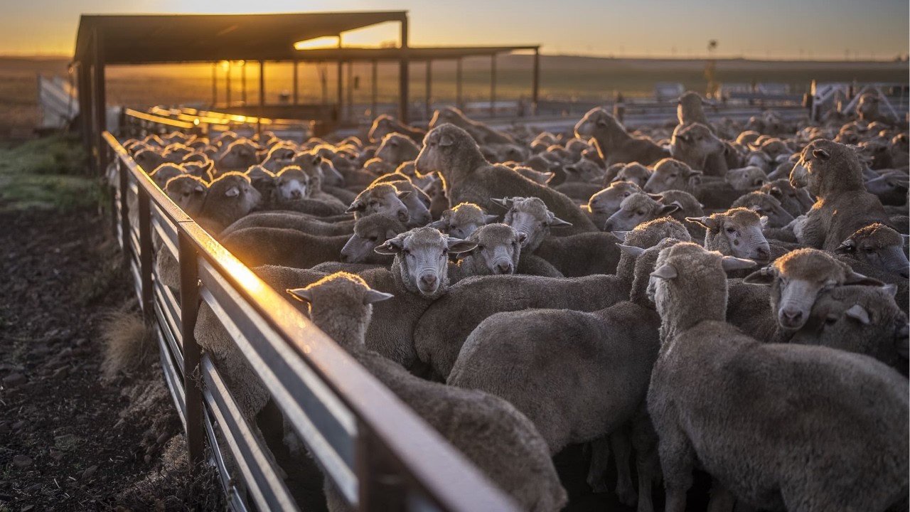 For Sale | Maffra North, Monaro's Turn-Key Grazing & Fodder Powerhouse