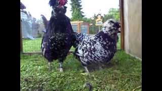 Zwerg - Houdan Schwarz - Weißgescheckt, Houdan Bantam Mottled, Jungtierschau Rümlang 2013