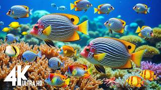 Underwater Wonders 4k - Amazing Fish, Coral Reefs & Sea Animals - Fish Tank Sound For Deep Sleep #26