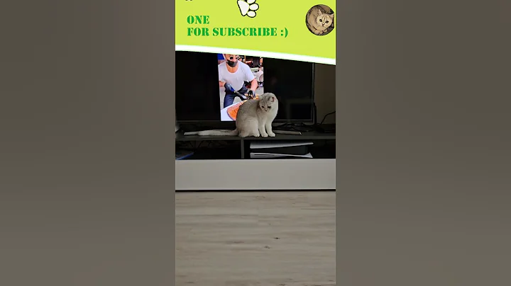 Video 2973321: british shorthair chinchilla, adorable british shorthair, shorthair cat, adorable felines