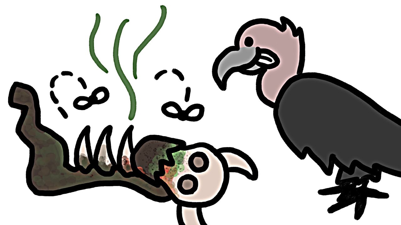 Почему стервятники не болеют?