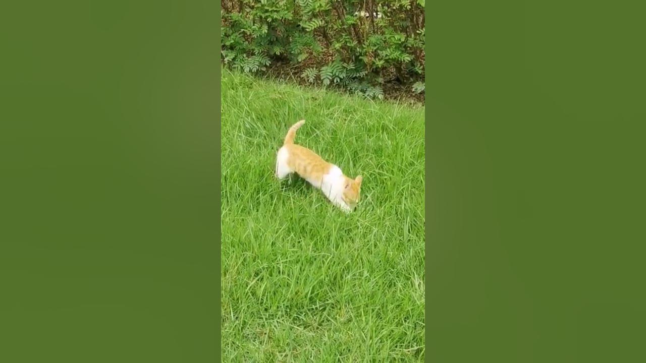 cat burying its poop YouTube